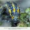 pontia edusa stavropol larva5cc